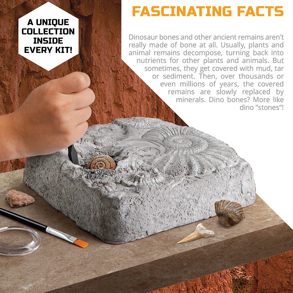 Buy Discovery Mind Blown Fossil Excavation Kit 15pcs | Yallatoys.com