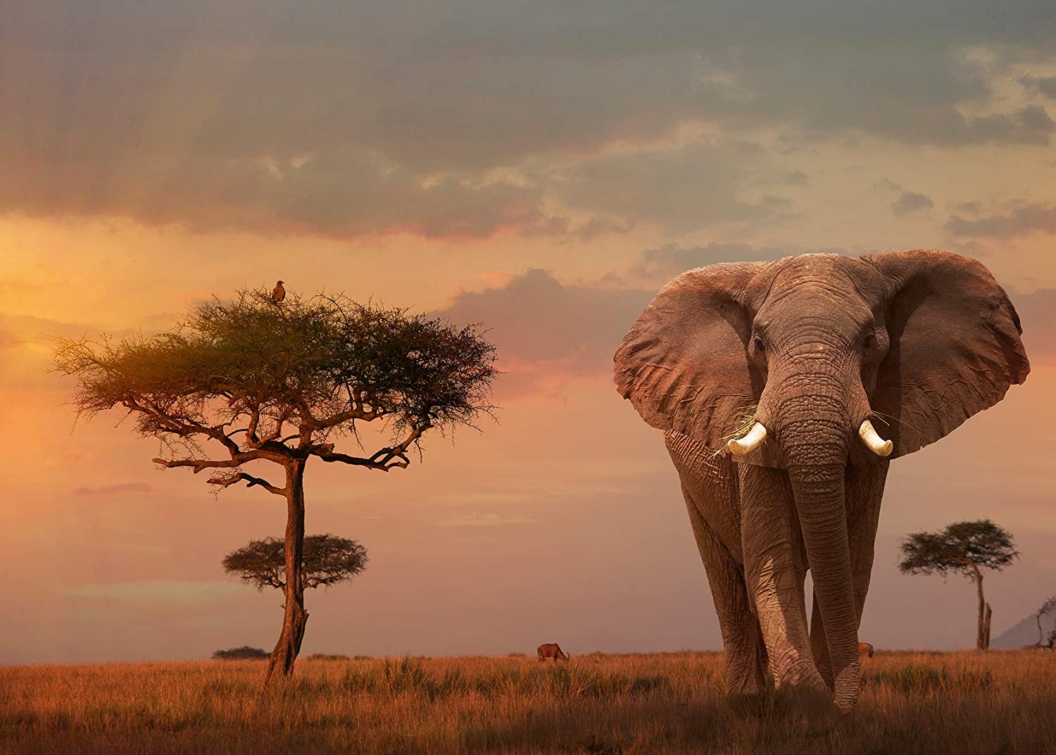 Buy Ravensburger Jigsaw Puzzle Elephant in Masai Mara National Park 1000pcs | Yallatoys.com