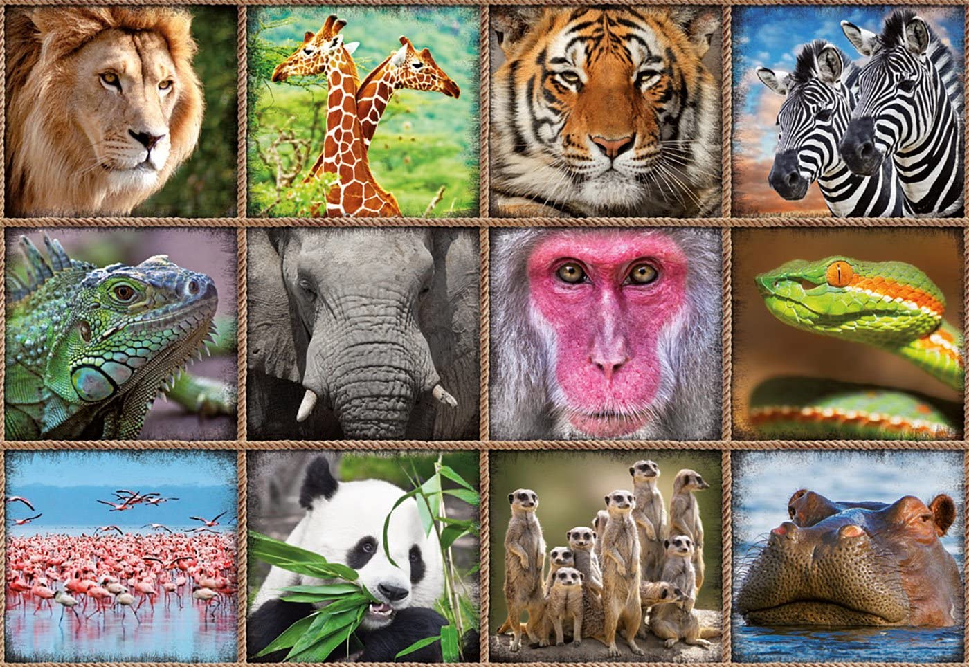 Buy Educa 1000 Wild Animals Collage | Yallatoys.com