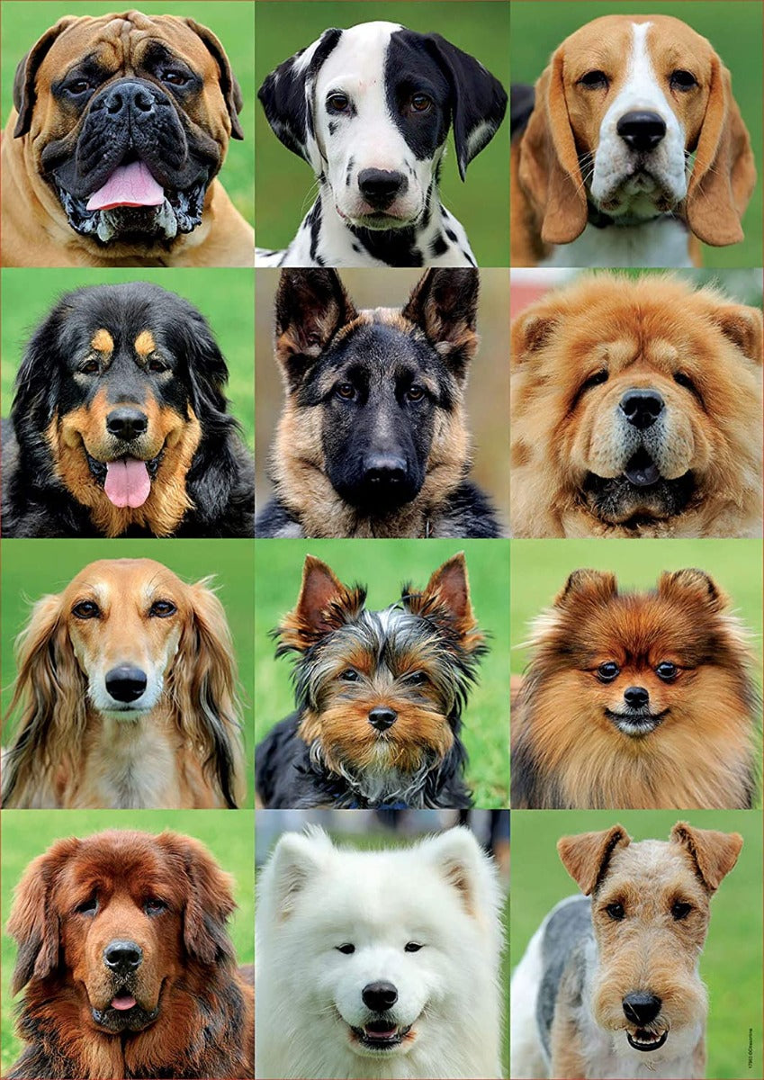 Buy Educa 500 Dogs Collage Puzzle | Yallatoys.com