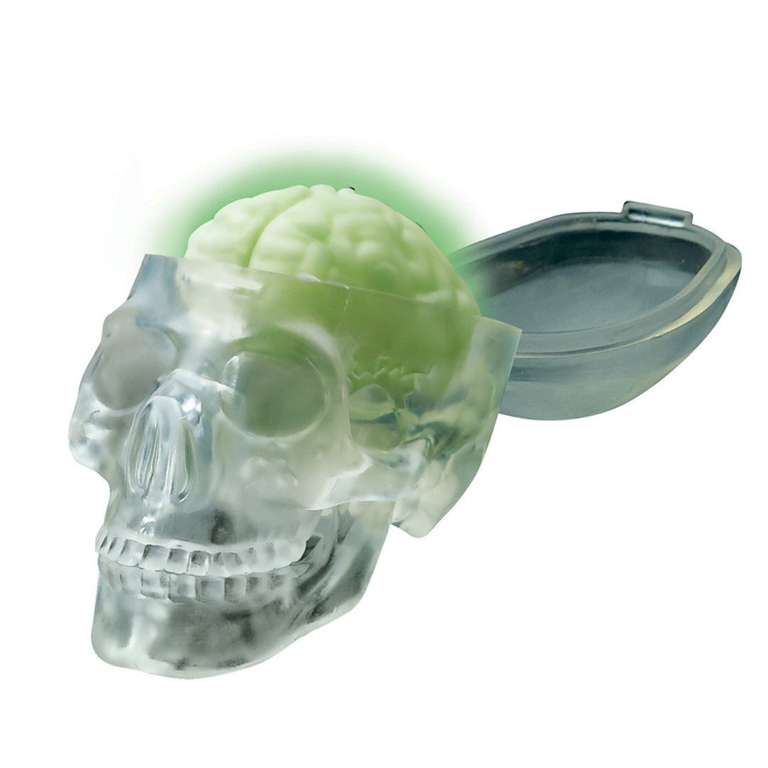 Buy 4M Glow Skull | Yallatoys.com
