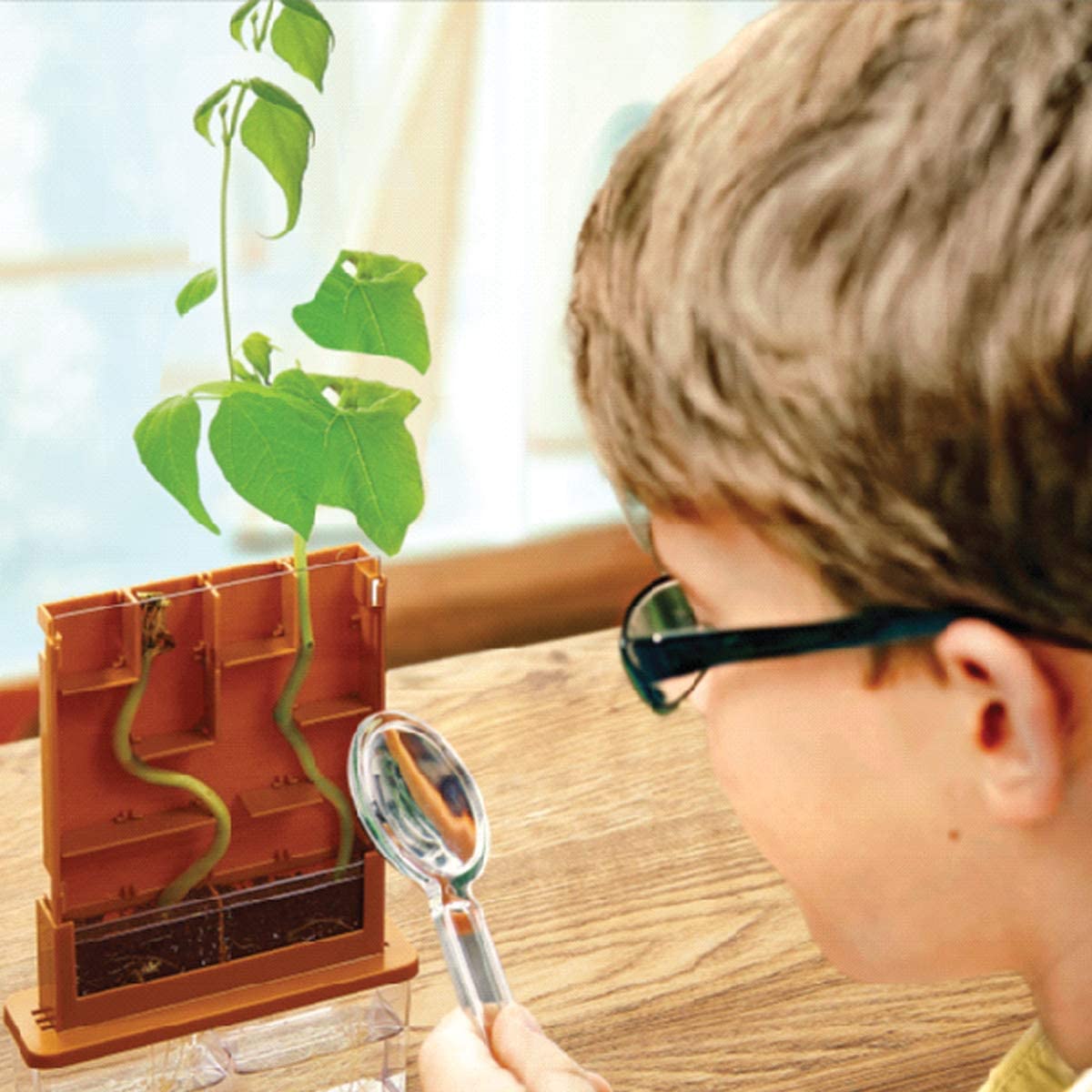 Buy 4M Grow-A-Maze Green Science Kit | Yallatoys.com