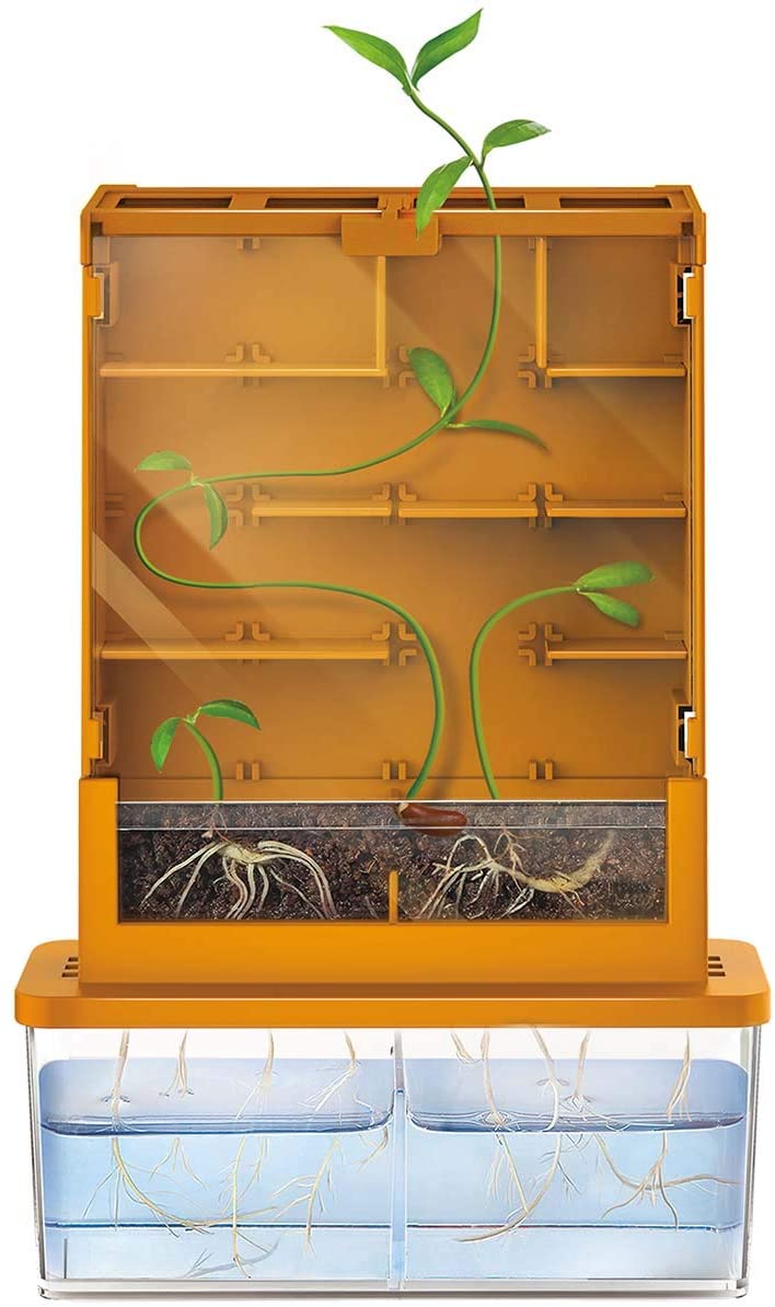 Buy 4M Grow-A-Maze Green Science Kit | Yallatoys.com