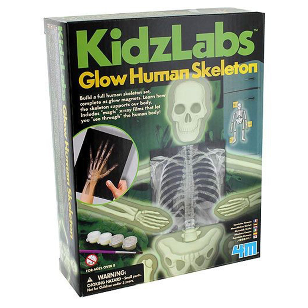 Buy 4M Kidz Labs Human Skeleton | Yallatoys.com