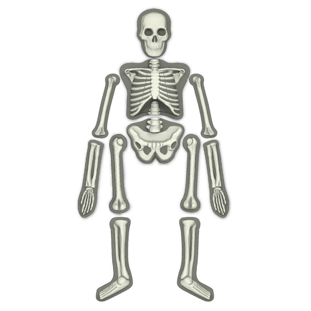 Buy 4M Kidz Labs Human Skeleton | Yallatoys.com