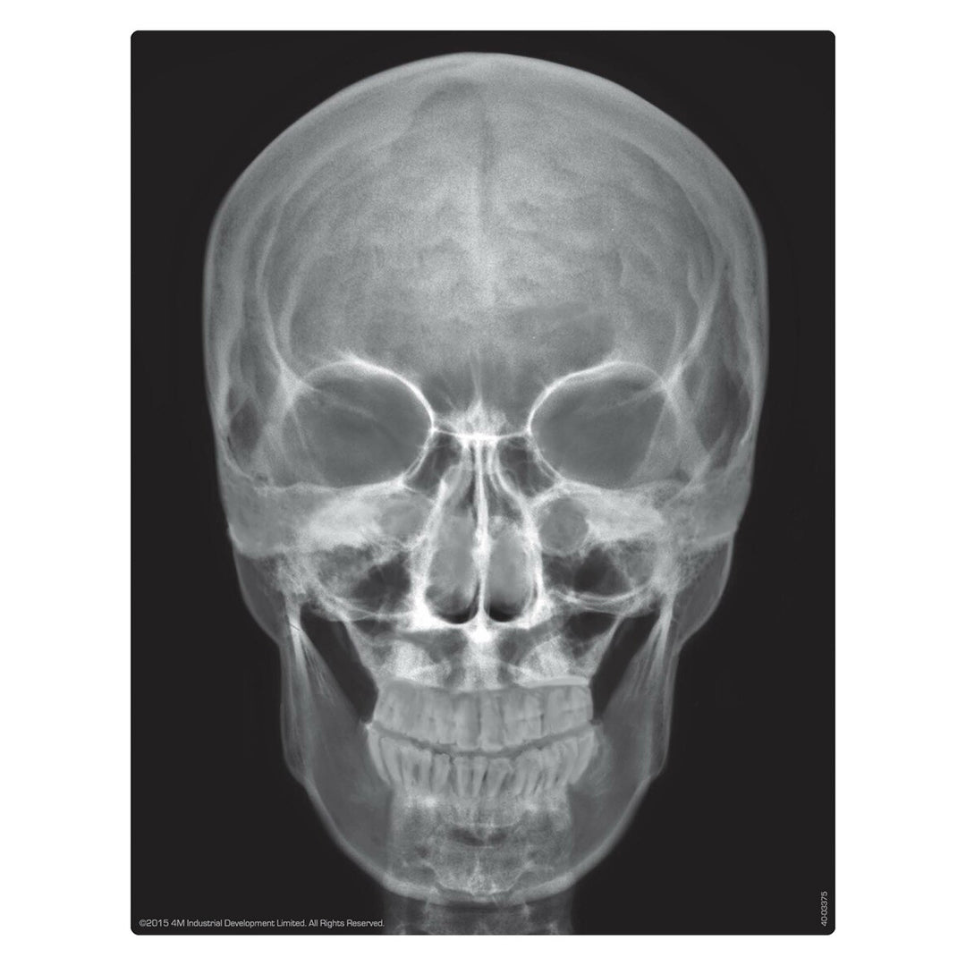 Buy 4M Kidz Labs Human Skeleton | Yallatoys.com