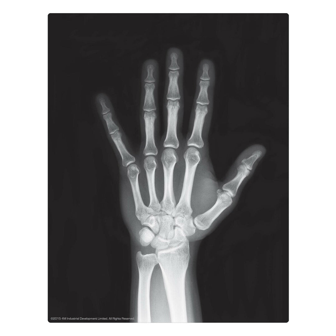 Buy 4M Kidz Labs Human Skeleton | Yallatoys.com