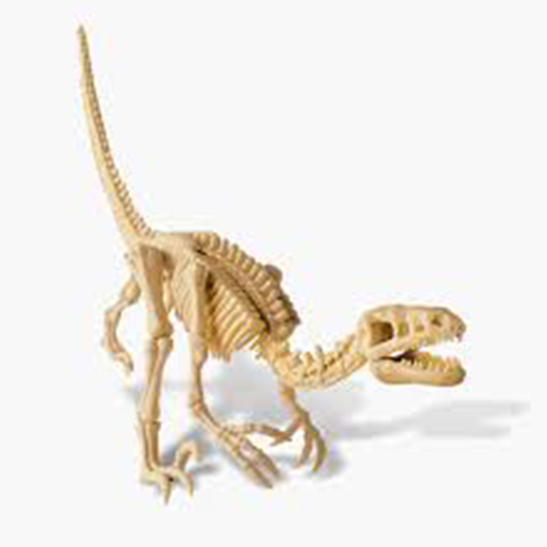 Buy 4M Kidz Labs Velociraptor Skeleton Excavation Set | Yallatoys.com