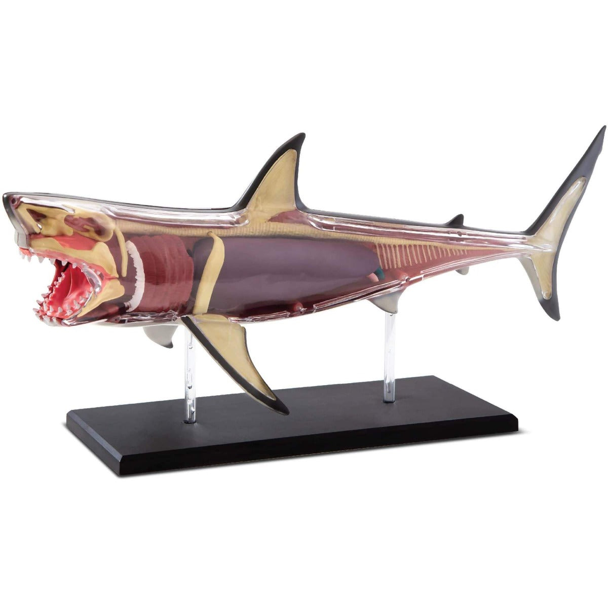 Buy Discovery Mind Blown Anatomy 4D Shark | Yallatoys.com