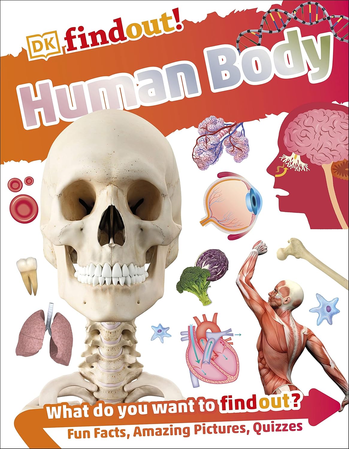 Buy Human Body | Yallatoys.com