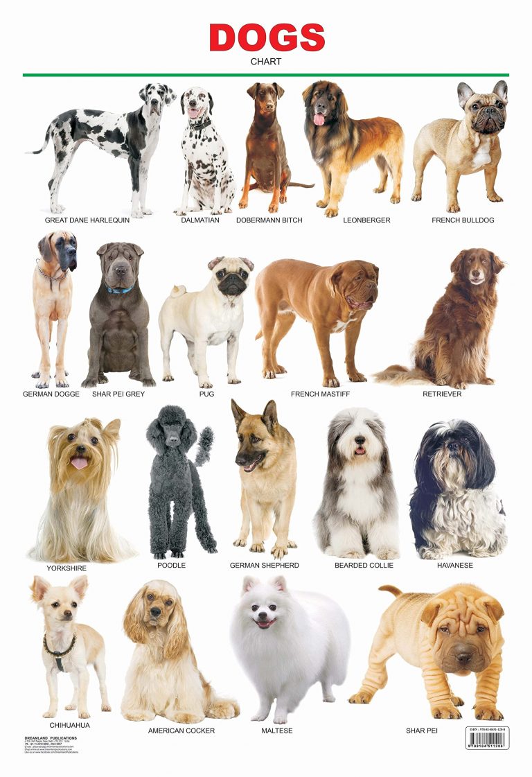 Buy Educational Chart Dogs | Yallatoys.com