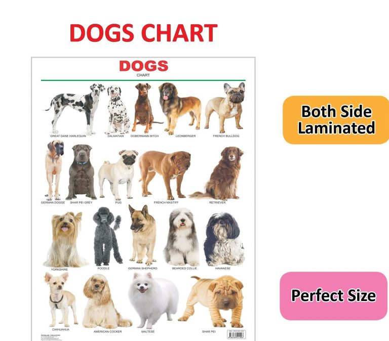 Buy Educational Chart Dogs | Yallatoys.com