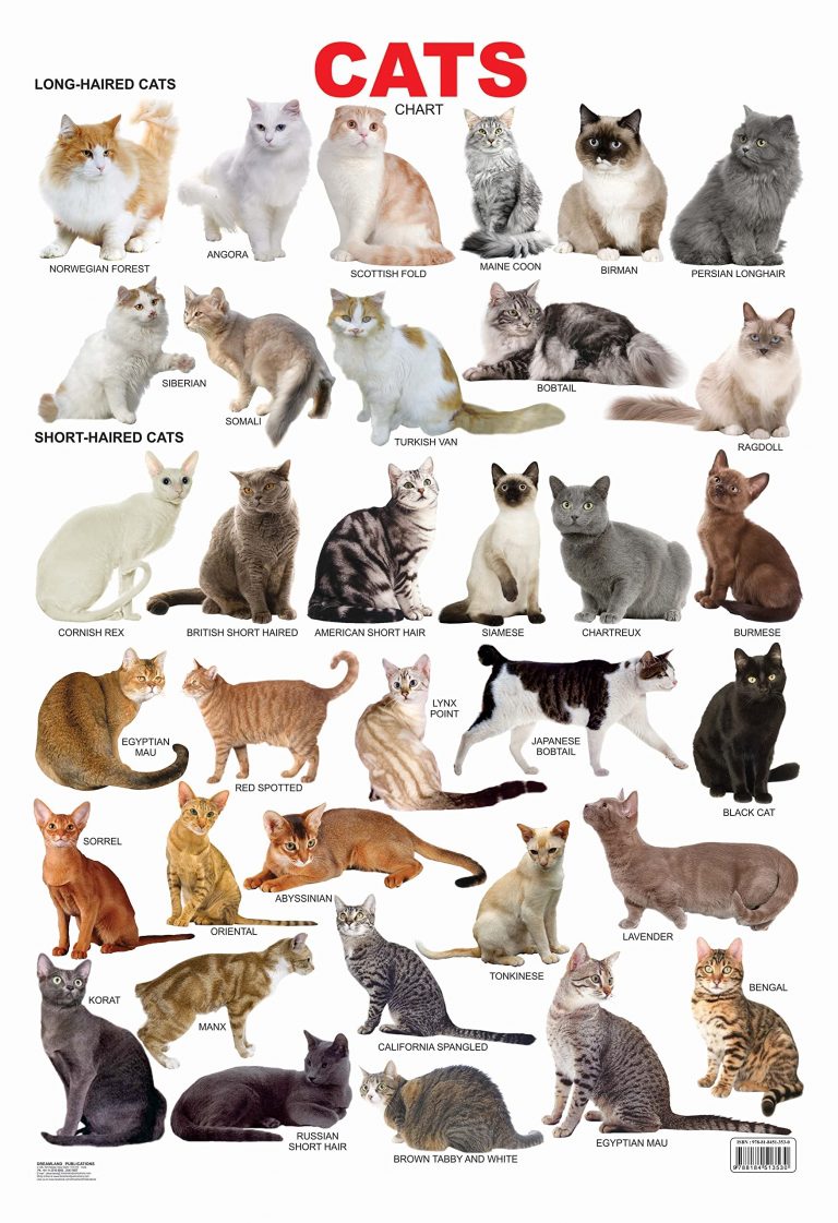 Buy Educational Chart Cats | Yallatoys.com
