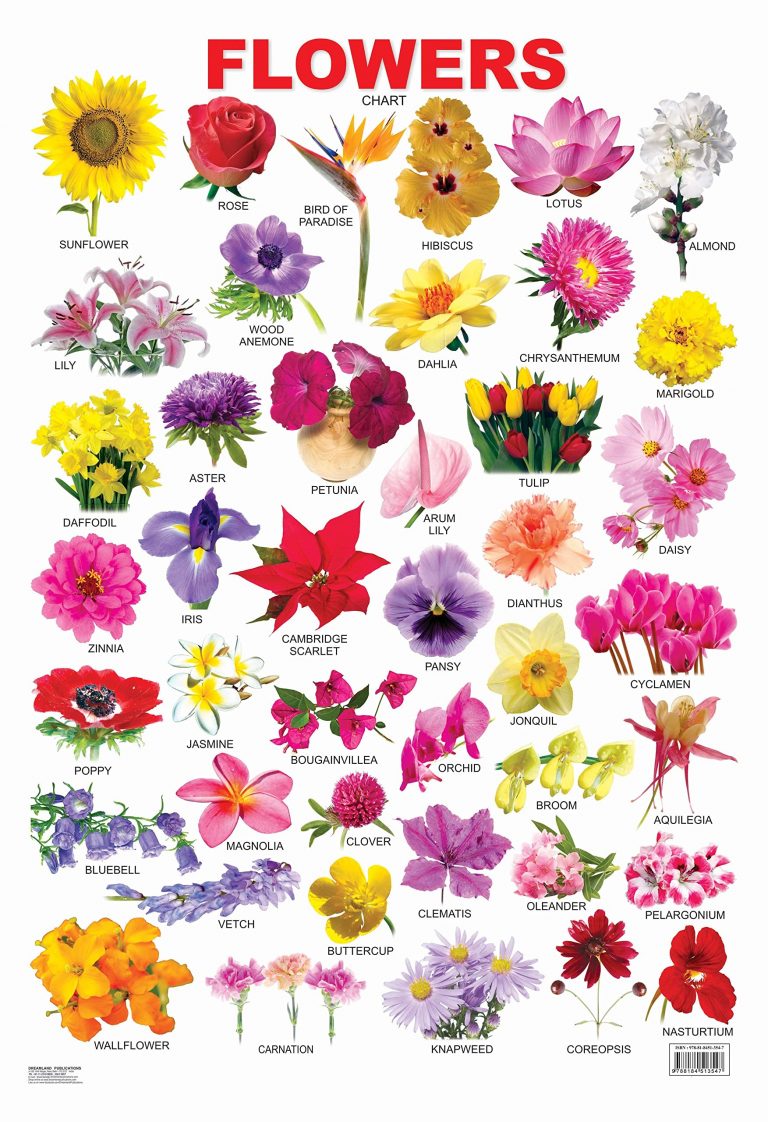 Buy Educational Chart Flowers | Yallatoys.com
