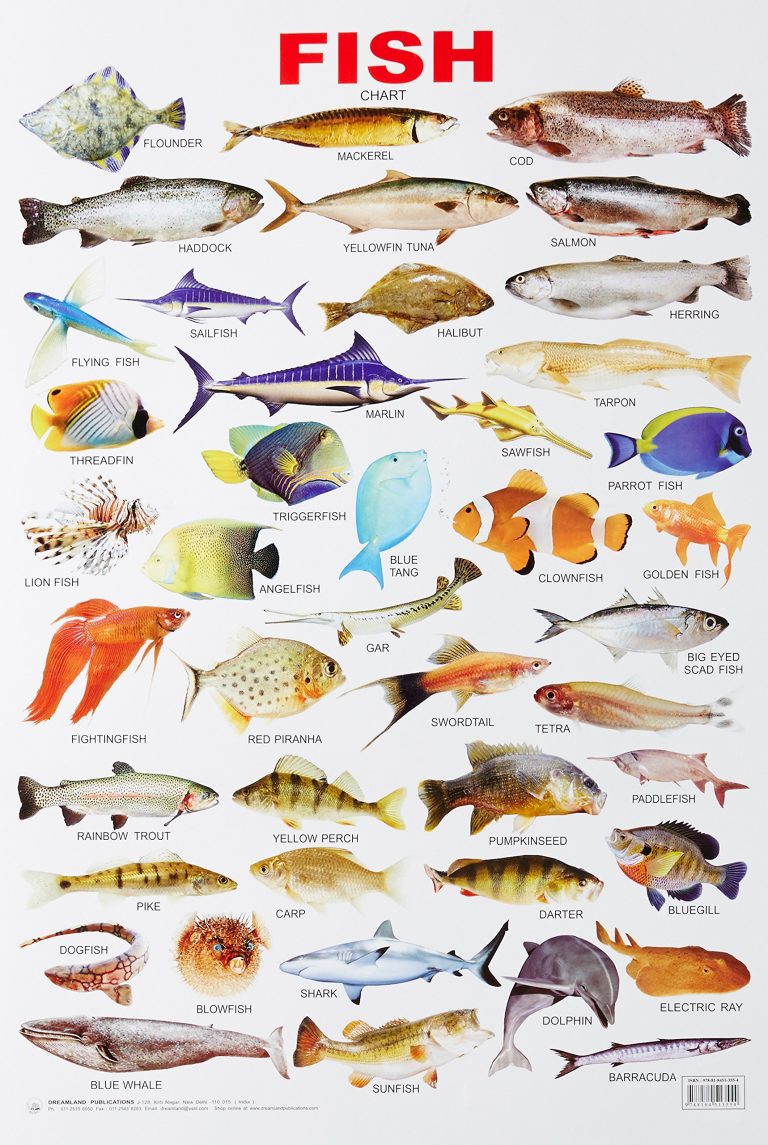 Buy Educational Chart Fish | Yallatoys.com
