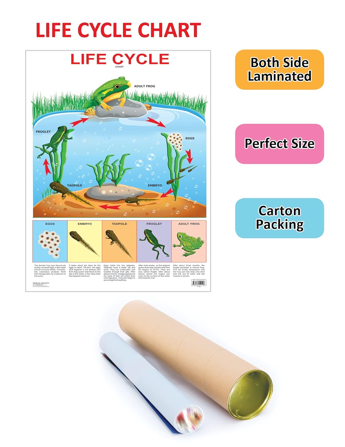 Buy Educational Chart Life Cycle | Yallatoys.com
