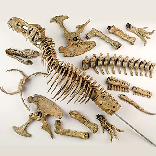 Dinosaur Skeleton Toy Front View