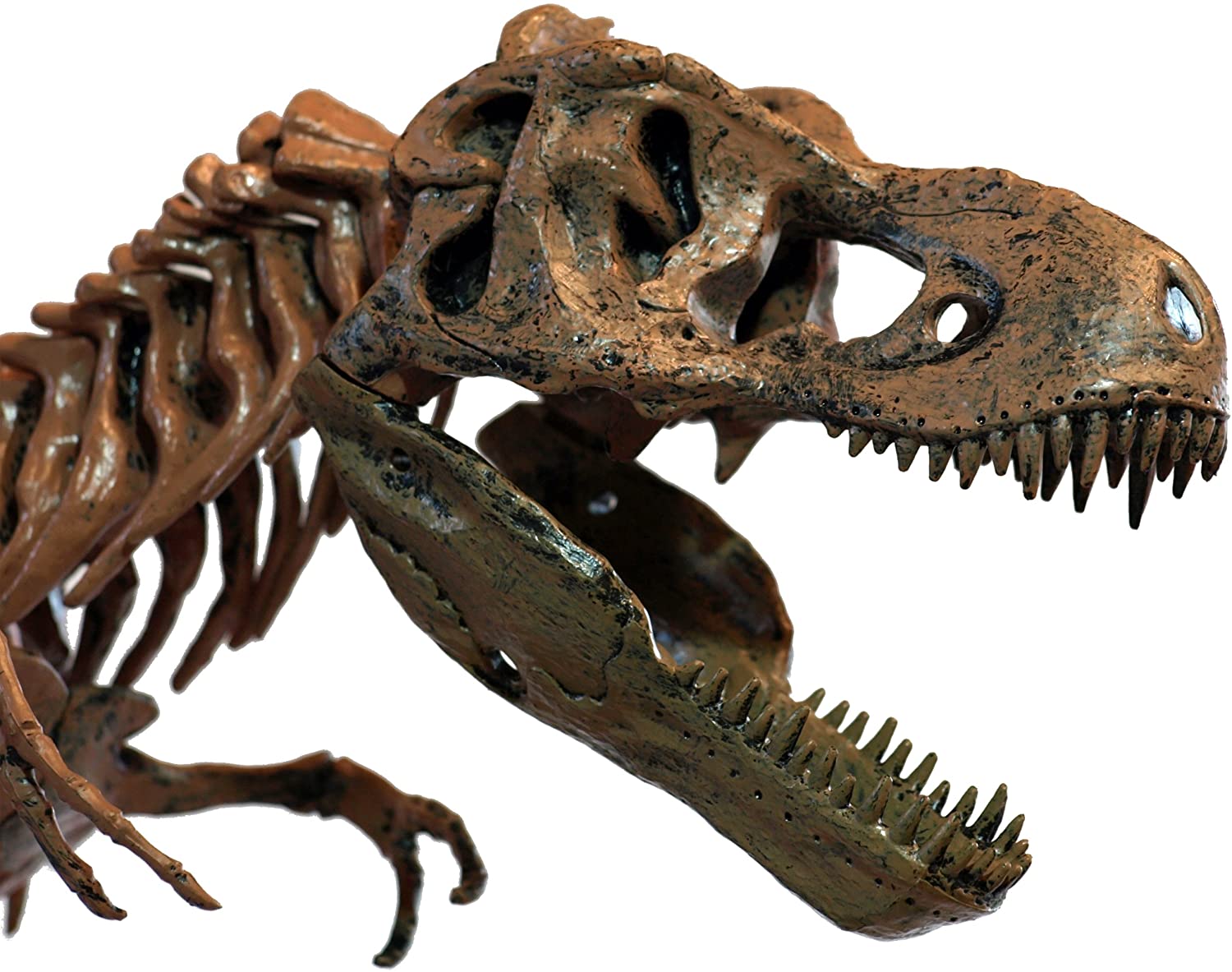 Edu Toys T-Rex Bone Model