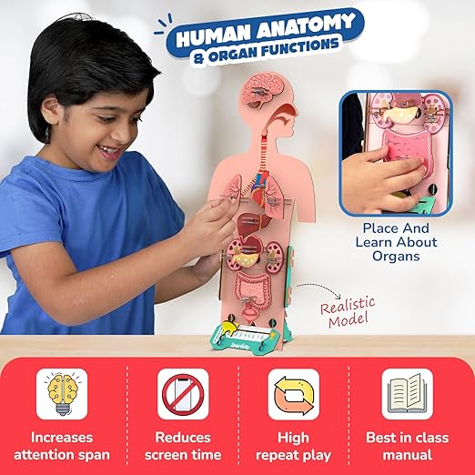 Educational wooden human body anatomy toy