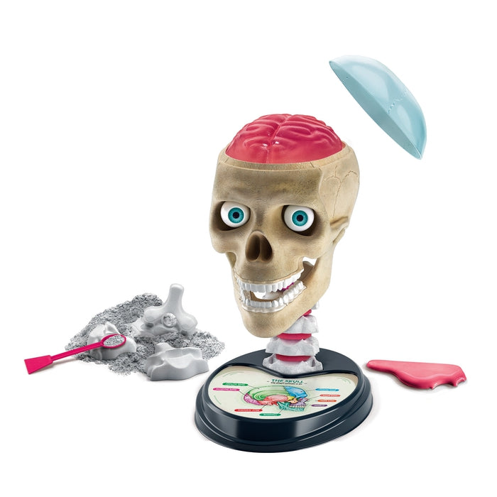 Buy Clementoni Science & Play Crazy Anatomy Scientific Kit | Yallatoys.com
