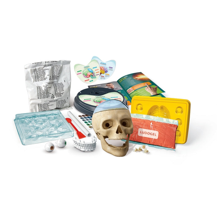 Buy Clementoni Science & Play Crazy Anatomy Scientific Kit | Yallatoys.com