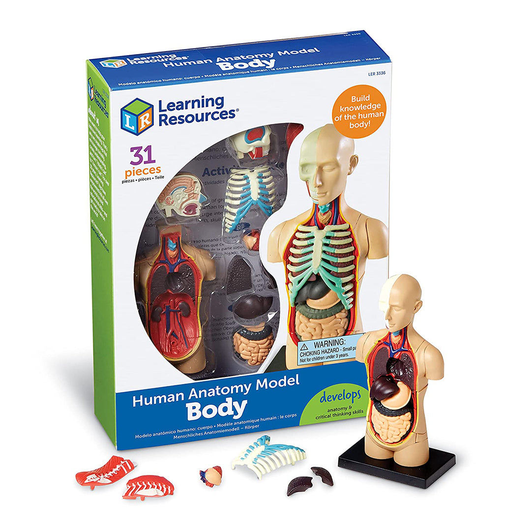 Buy Learning Resources Anatomy Model Human Body | Yallatoys.com