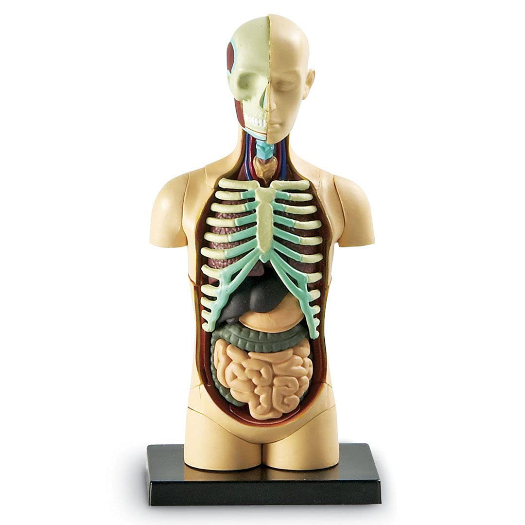 Buy Learning Resources Anatomy Model Human Body | Yallatoys.com