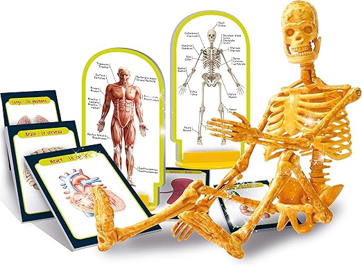 Buy I'm A Genius Human Anatomy Learning Kit with Illustrated Cards and Plastic Skeleton | Yallatoys.com
