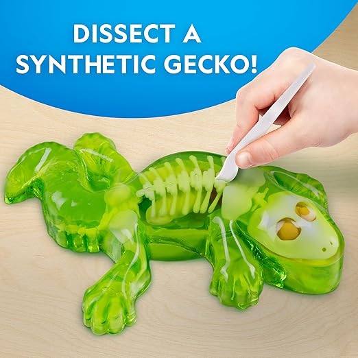 Buy National Geographic Glow In The Dark Gecko Dissection | Yallatoys.com