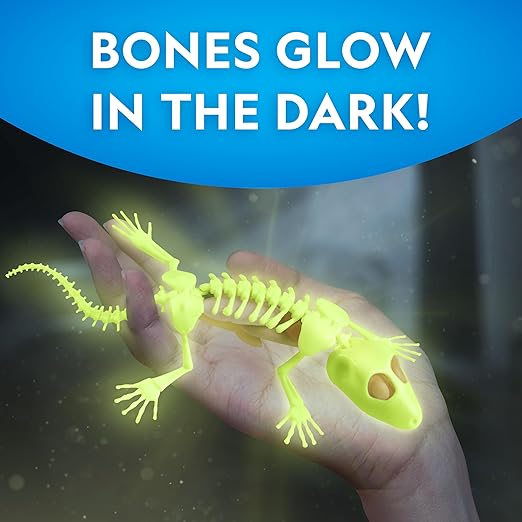 Buy National Geographic Glow In The Dark Gecko Dissection | Yallatoys.com