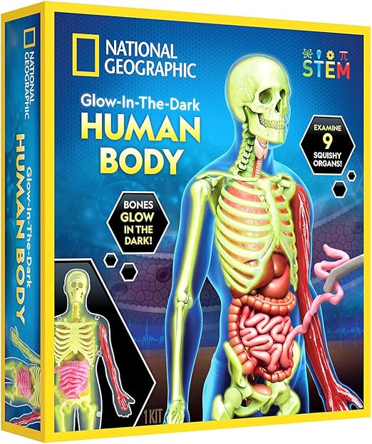 Buy National Geographic Glow In The Dark Human Body | Yallatoys.com