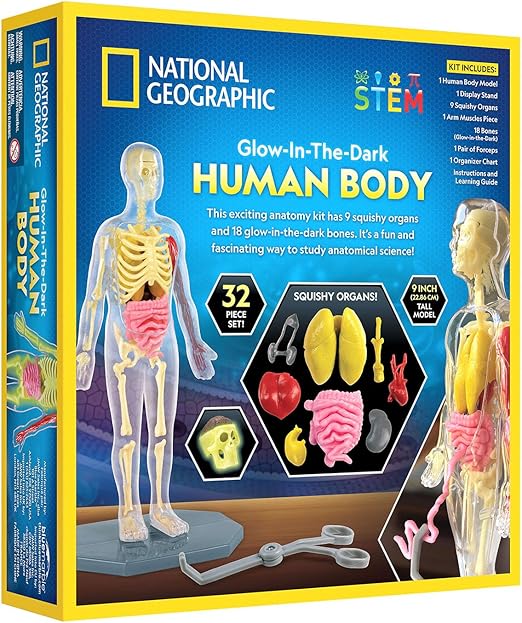 Buy National Geographic Glow In The Dark Human Body | Yallatoys.com