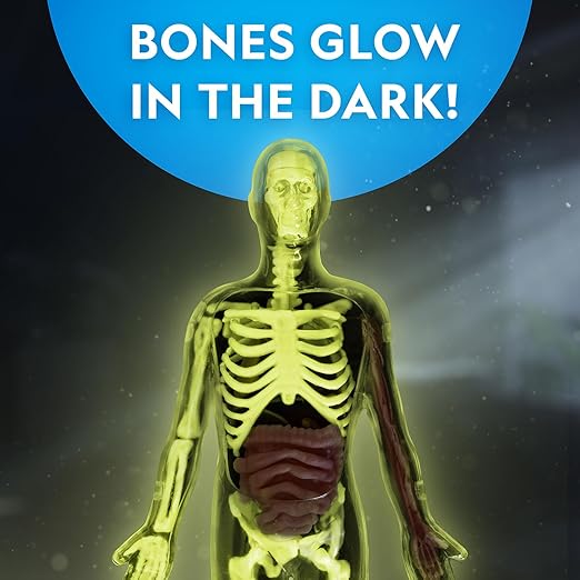 Buy National Geographic Glow In The Dark Human Body | Yallatoys.com