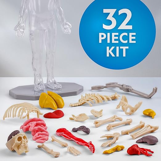 Buy National Geographic Glow In The Dark Human Body | Yallatoys.com