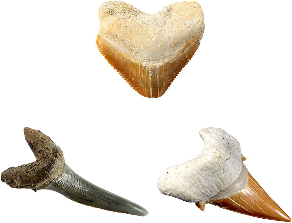 Buy National Geographic Shark Tooth Dig Kit Excavate 3 Real Shark Fossils Including Sand | Yallatoys.com