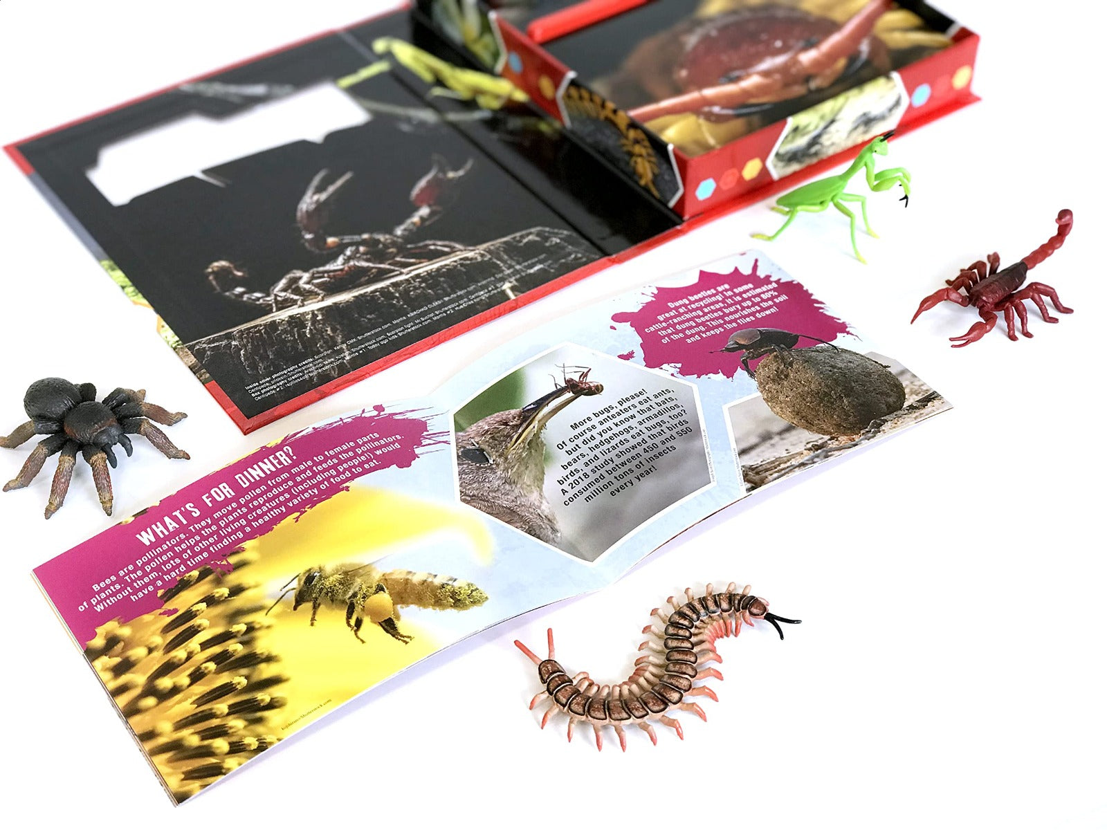 Buy Phidal Crawlers Pocket Explorers with 4 Figurines and Fact Book | Yallatoys.com