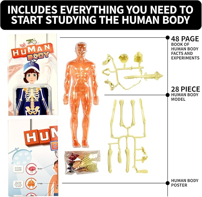 Buy Spice Box Science Lab Human Body Kit | Yallatoys.com