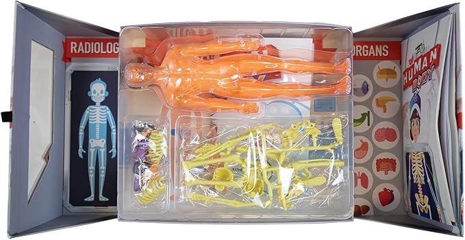 Buy Spice Box Science Lab Human Body Kit | Yallatoys.com