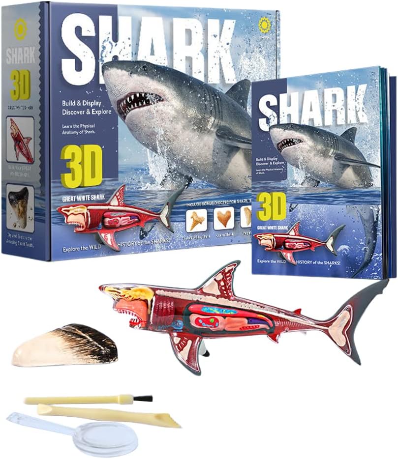 Buy 3D Shark Anatomy Model | Yallatoys.com