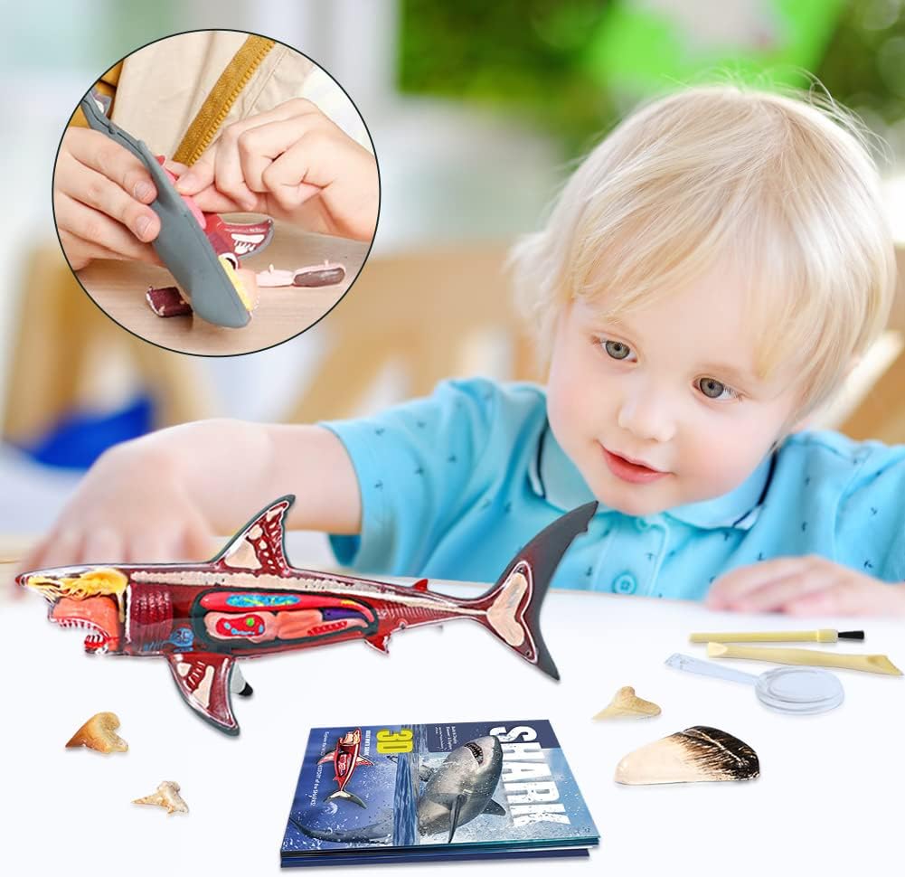 Buy 3D Shark Anatomy Model | Yallatoys.com