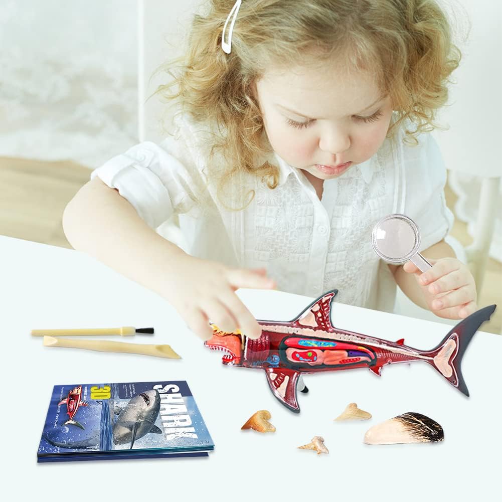 Buy 3D Shark Anatomy Model | Yallatoys.com