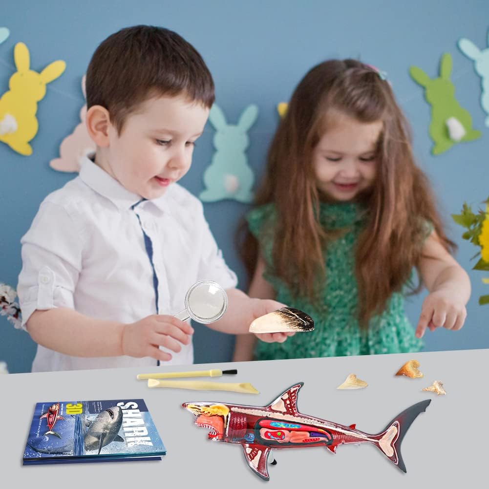 Buy 3D Shark Anatomy Model | Yallatoys.com