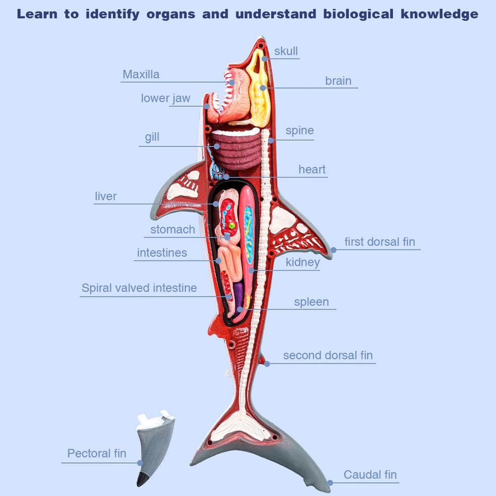 Buy 3D Shark Anatomy Model | Yallatoys.com