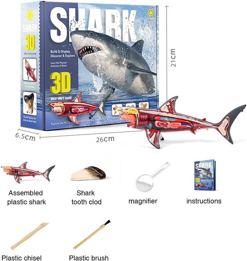 Buy 3D Shark Anatomy Model | Yallatoys.com