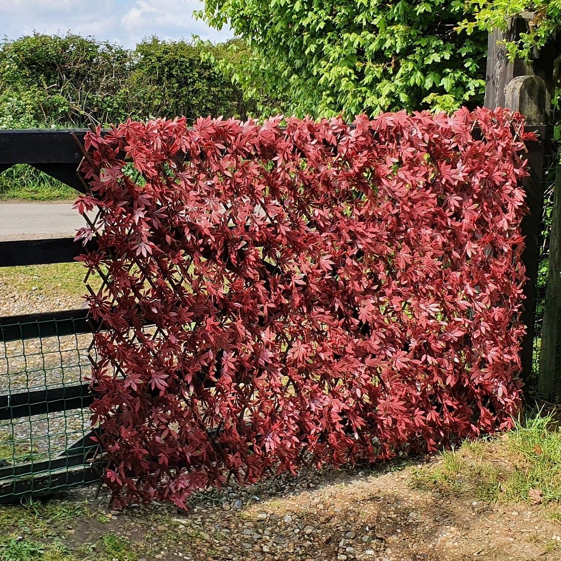 Buy Artificial Red Acer Expanding Willow Trellis Fence Red | Yallatoys.com